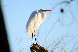 Great White Egret